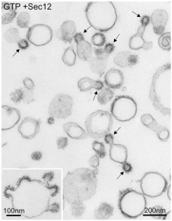 res_yeast